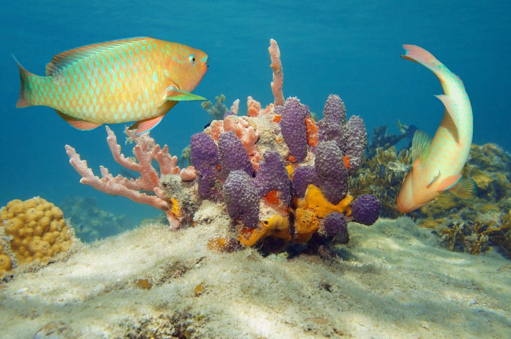 Dormio Bonaire Village ห้อง รูปภาพ